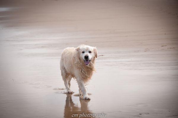 water,beach,Nikon,waves,dog,France