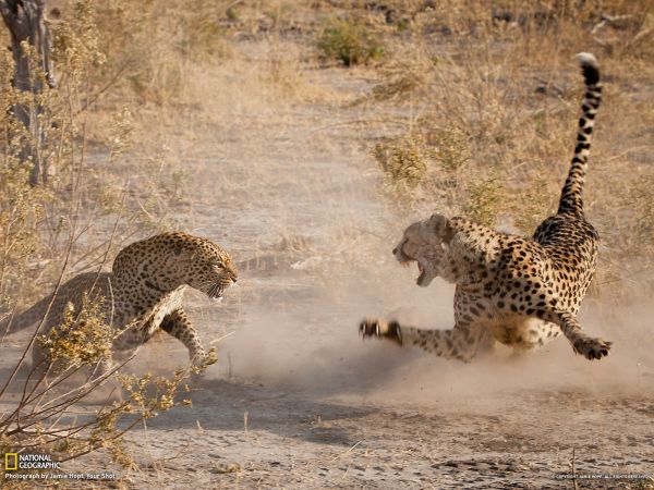 Afrika,Gepard,1600x1200 px,Schlacht,Zähne,Kampf