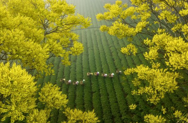 空中,鳥瞰図,自然,風景