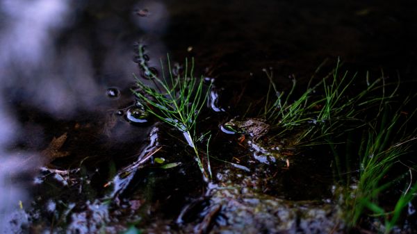 растение,воды,terrestrial plant,Ветка,цветок,дерево