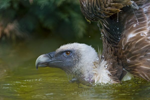 Vögel,Wasser,Natur,Tierwelt,Raubvogel,Adler