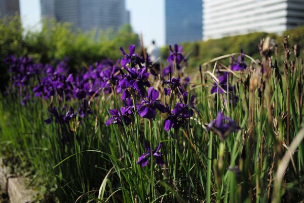 jardin, herbe, champ, Leica, lavande, Tokyo