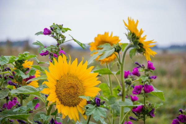 natur,fält,gul,Danmark,blomma,växt