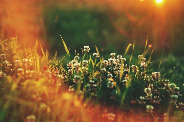 sollys,dybdeskarphed,natur,græs,blomster,planter