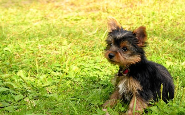 หญ้า,หมา,ทารก,ลูกสุนัข,Yorkshire Terrier,จมูก