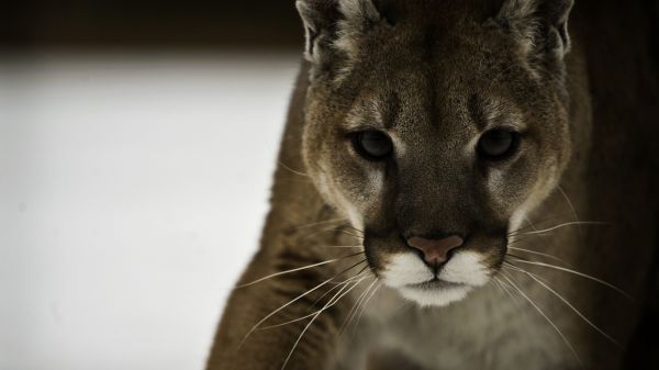 Puma,1920x1080 px,Cougar