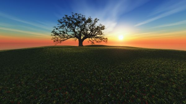 landschap, heuvel, zonlicht, bomen, zonsondergang, bloemen