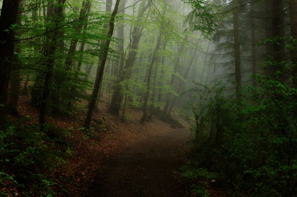 slnečnému žiareniu, les, príroda, dopoludnia, stromy, zelená