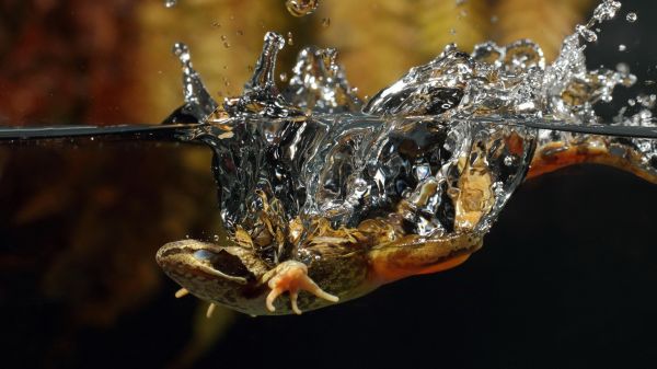 natură,fotografie,animale,șopârle,insectă,animale sălbatice