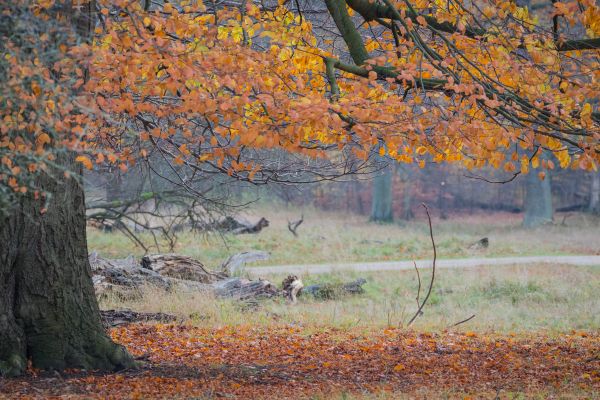 landschap, Bos, natuur, park, tak, ochtend-