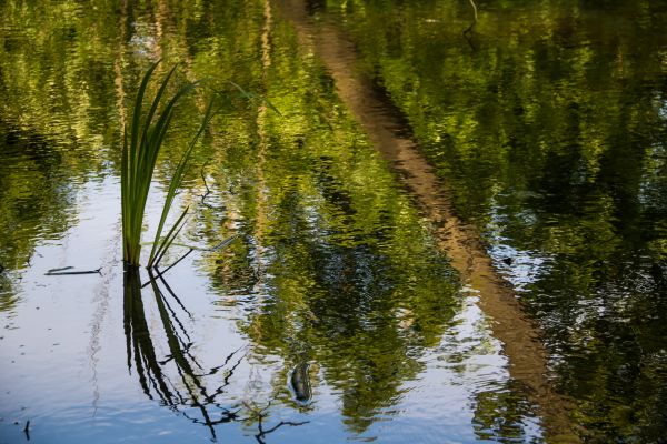 pădure,lac,apă,natură,reflecţie,ramură