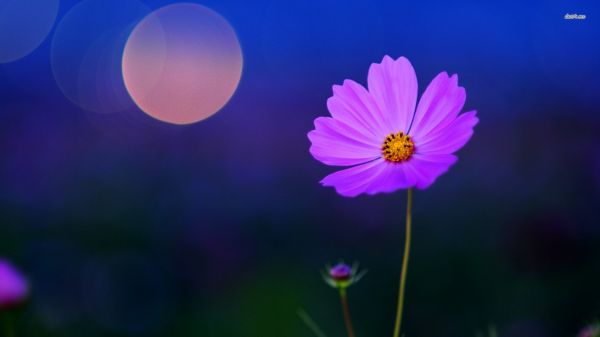 Sonnenlicht, pinke Blumen, Blumen, Himmel, Kosmos-Blume, Bokeh