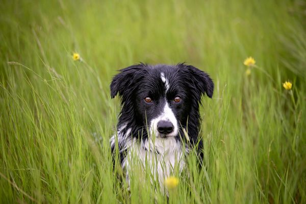 ruoho,koira,Bordercollie,pentu,märkä,nisäkäs