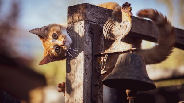 gato,madera,Carnívoro,Felino,marrón,Pet supply