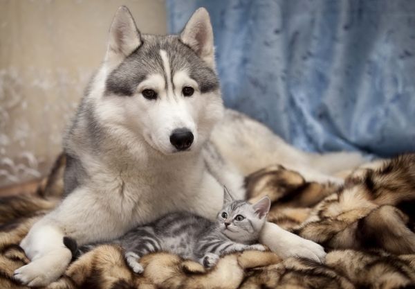 katt,hund,päls,polisonger,Siberian husky,lögn