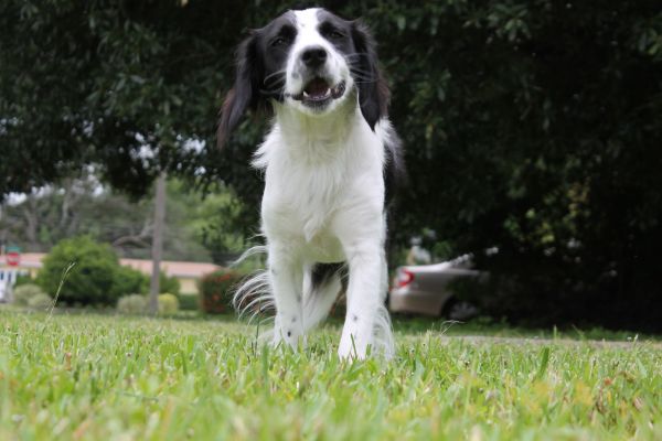 kutya, Border collie, emlős, kölykök, beagle, 4272x2848 px