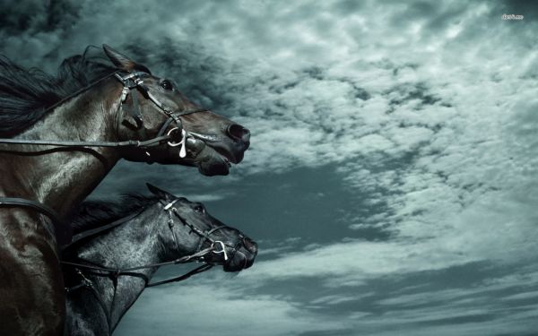 animals,horse,Dark Horse,screenshot,computer wallpaper,horse like mammal