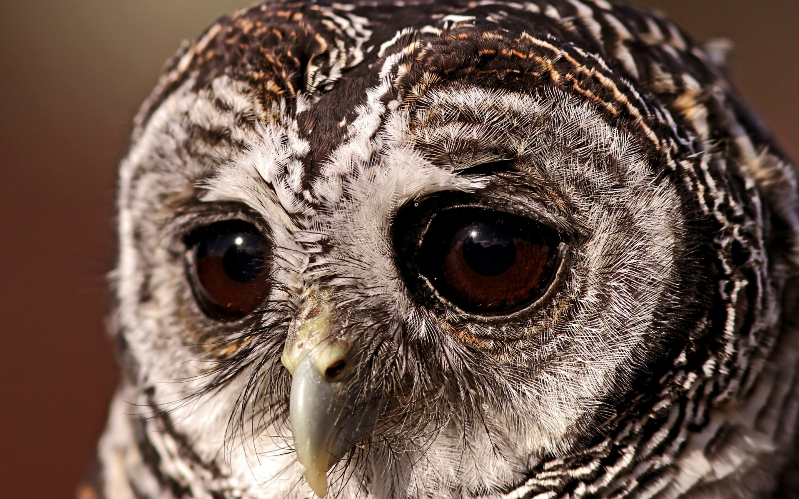 bird, owl, sad eyes, owl eyes