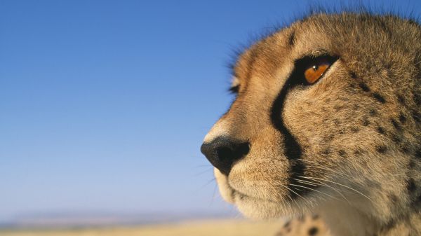 animaux,fermer,faune,nez,moustaches,guépard