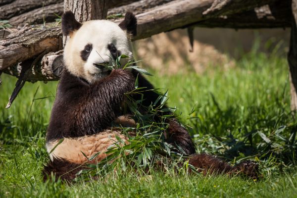 wildlife, panda, Zoo, grass, red panda, bamboo