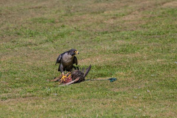 野生動物,猛禽,鷲,デンマーク,鳥,ファルコン