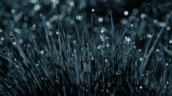 natuur,regen,gras,bokeh