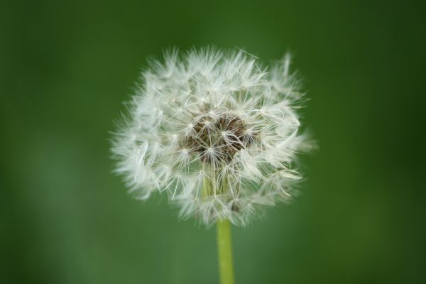 natura,erba,campo,fotografia,verde,dente di leone