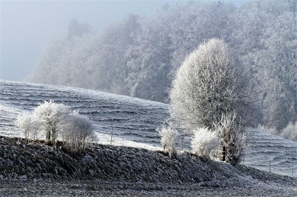 trees,snow,winter,ice,field,frost