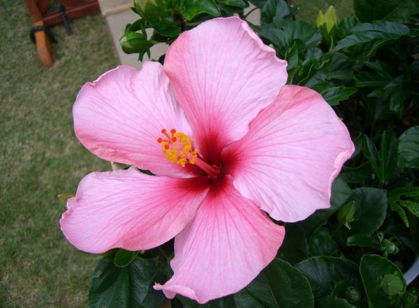 kembang sepatu,blossoms,herbal,pot