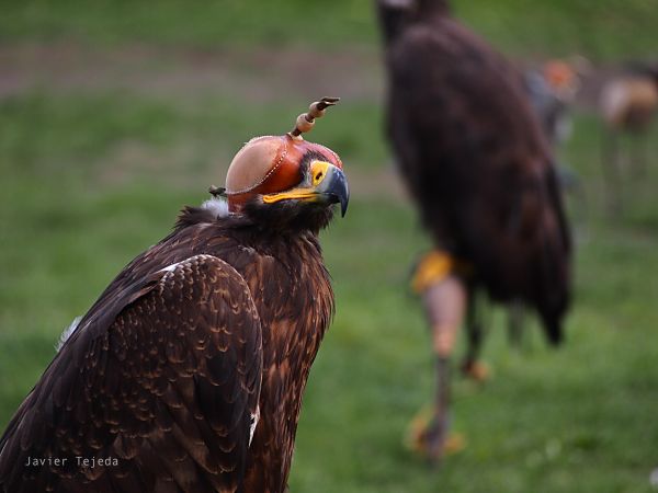 Natur,Adler,Nahansicht,tschechisch,birdhead