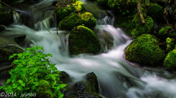 pemandangan, hutan, air terjun, air, alam, Jepang