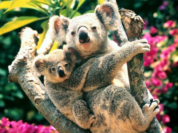 1600x1200 px, dyr, koalaer, natur, baby dyr