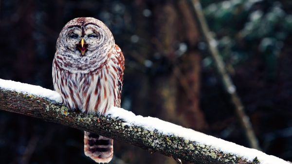 vogelstand, natuur, dieren in het wild, roofvogel, sneeuw, tak