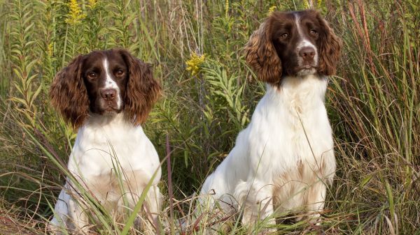 dyr,græs,hund,spaniels,1920x1080 px,hund som pattedyr