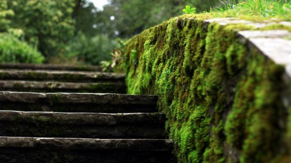 1920x1080 px,blurred,depth of field,ladders,nature,moss