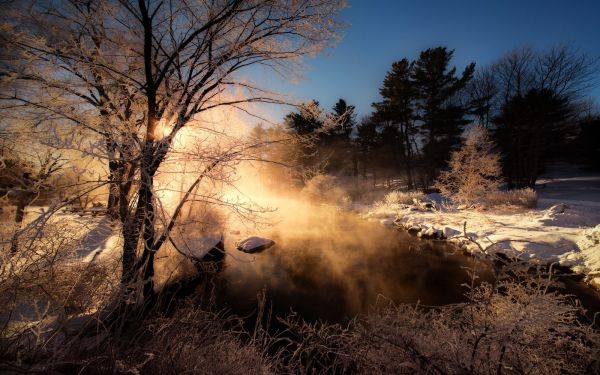 auringonvalo, Puut, maisema, metsä, luonto, auringonlasku