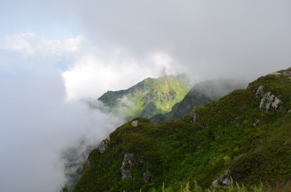 pemandangan, hutan, bukit, alam, awan-awan, kabut