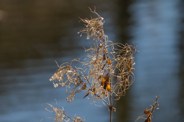 zonlicht, Bos, natuur, gras, water, reflectie