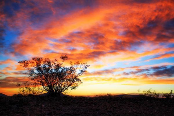 natureza,Crepúsculo,céu,Plantas