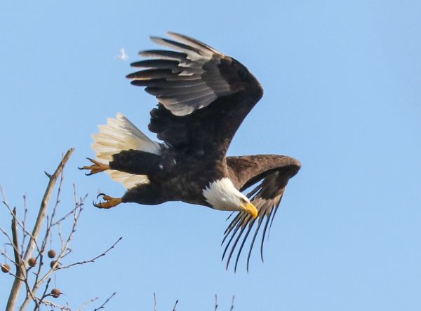 himmel,dyreliv,rovfugl,Ørn,bald eagle,Drage