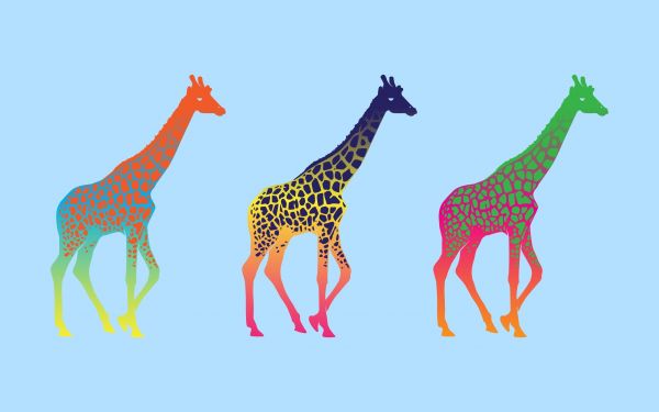 giraffa,colorato,giraffe,modello,natura,tre