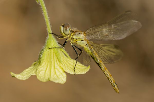 蜻蜓,sympetrumfonscolombii,诽谤,odonato,odonata,libellulidae