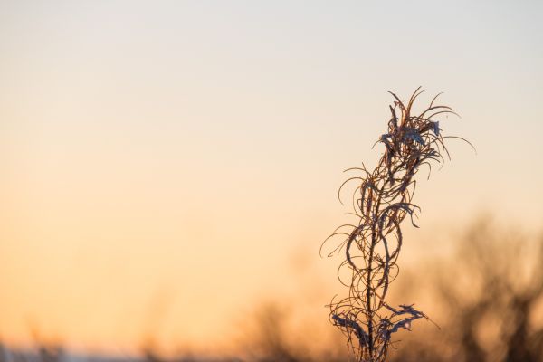 sunlight, sunset, nature, reflection, grass, sea