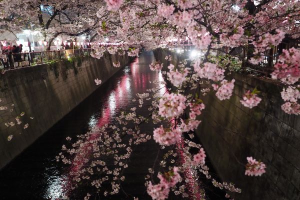 Japon,branche,fleur de cerisier,fleur,Stylo,printemps