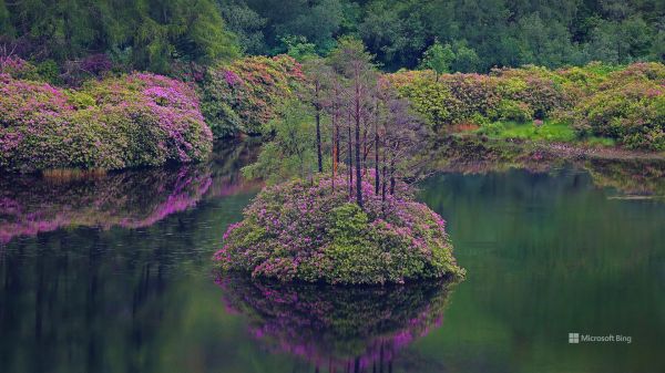 水,花,厂,plant community,叶,植物学