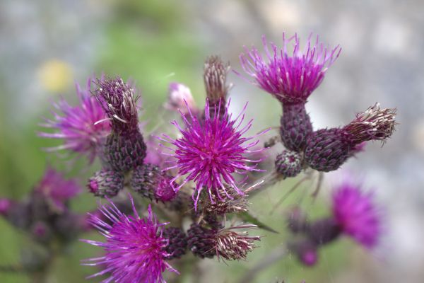 macro,bloemen