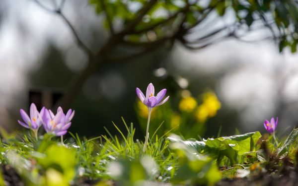 farverig, blomster, udendørs, planter