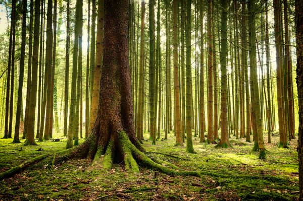 cây,màu xanh lá,thiên nhiên,Natur,Mùa xuân,Forrest