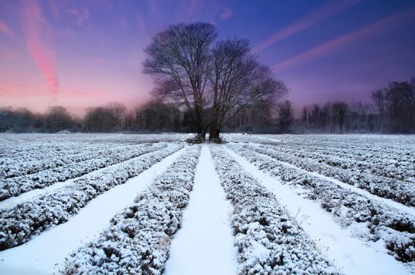 hiver,champ,rangs,neige,arbre,soir