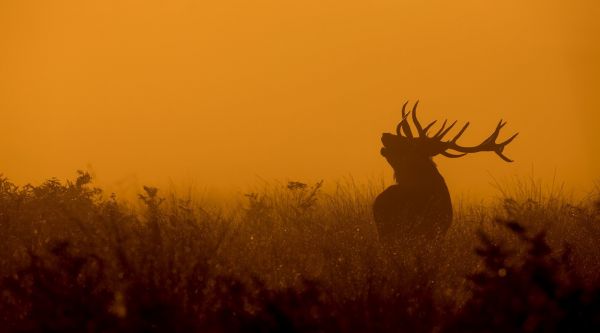 západ slunce,svítání,ráno,los,savci,podzim